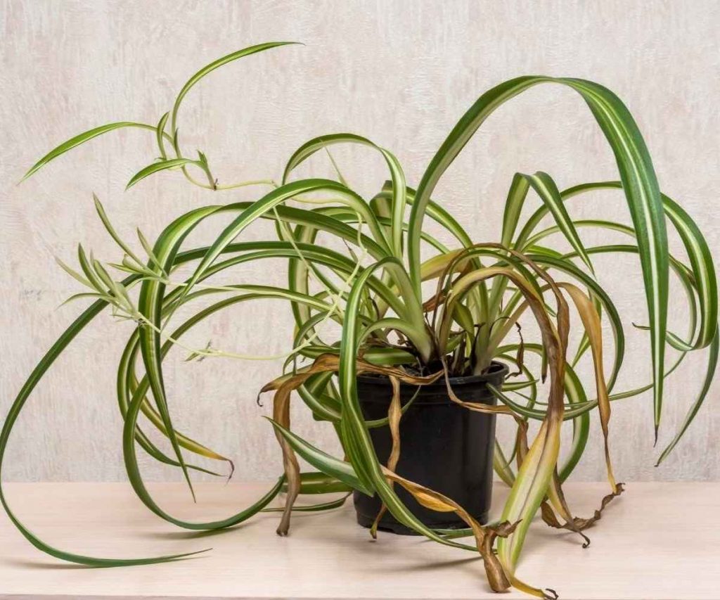 spider plant with dead and yellow leaves