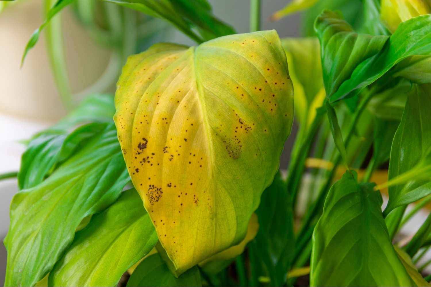 Yellowing Plant Leaves