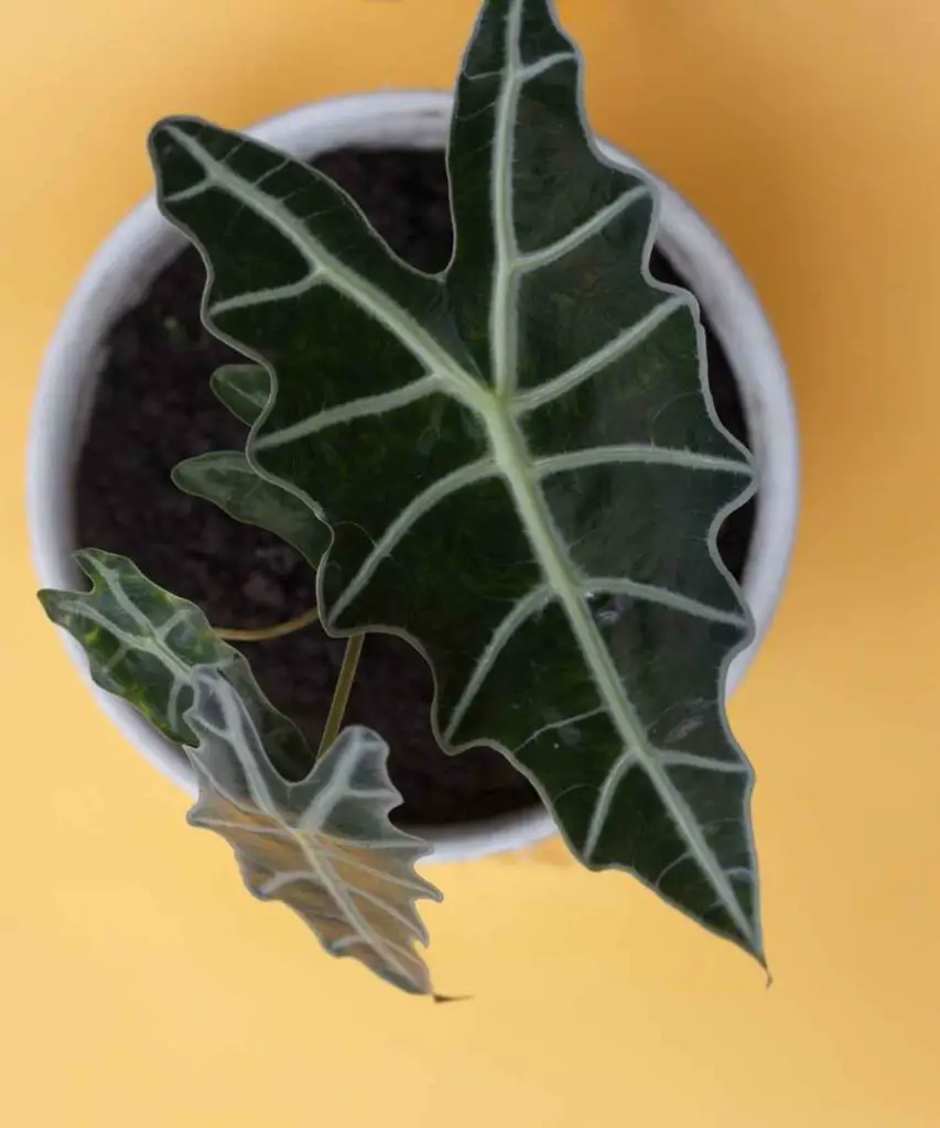 Alocasia Polly