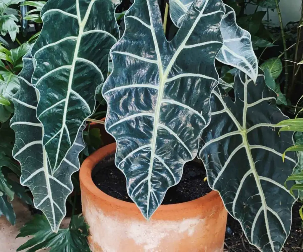 alocasia polly plant in a pot how to care for your container plant