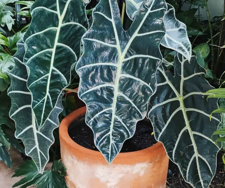 Alocasia Polly