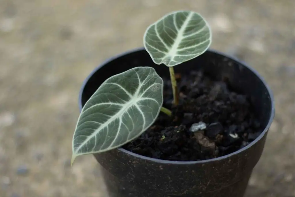 alocasia black velvet