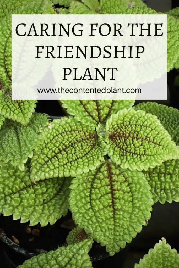 Caring for the friendship plant-pin image