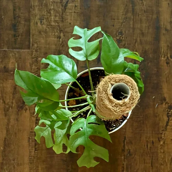 How to Pot a moss pole