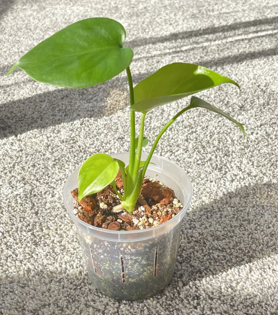 monstera seedling grown