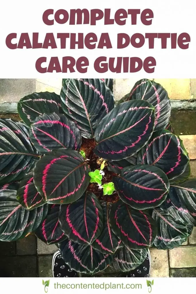 Complete calathea dottie care guide-pin image