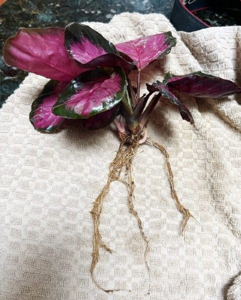 calathea rosy bare root