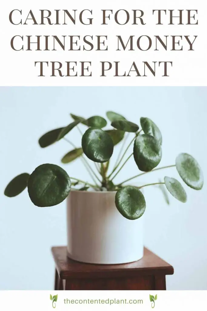 Caring for the chinese money tree plant-pin image