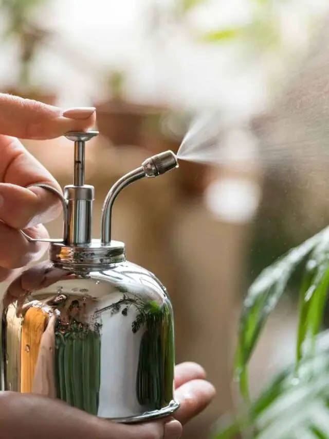 How to use Hydrogen Peroxide for Plant Care The Contented Plant