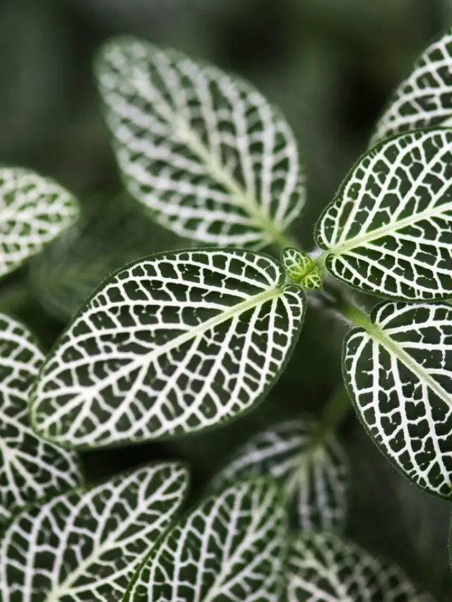 Nerve Plant Care Guide - The Contented Plant