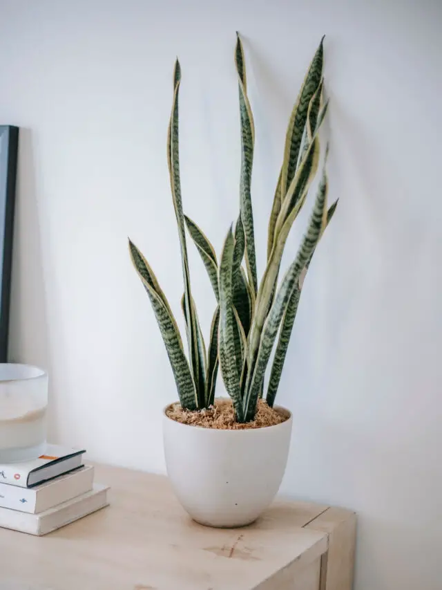 How to propagate a Snake Plant