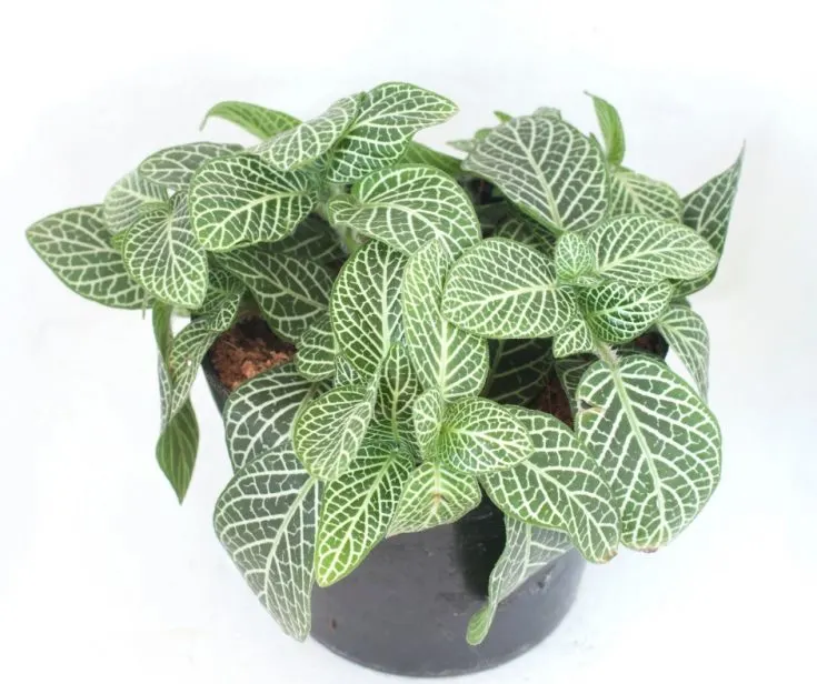 fittonia plant in pot