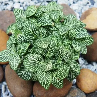 fittonia or mosaic nerve plant