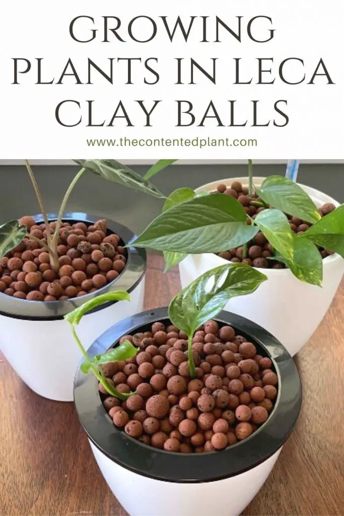 Growing plants in leca clay balls-pin image