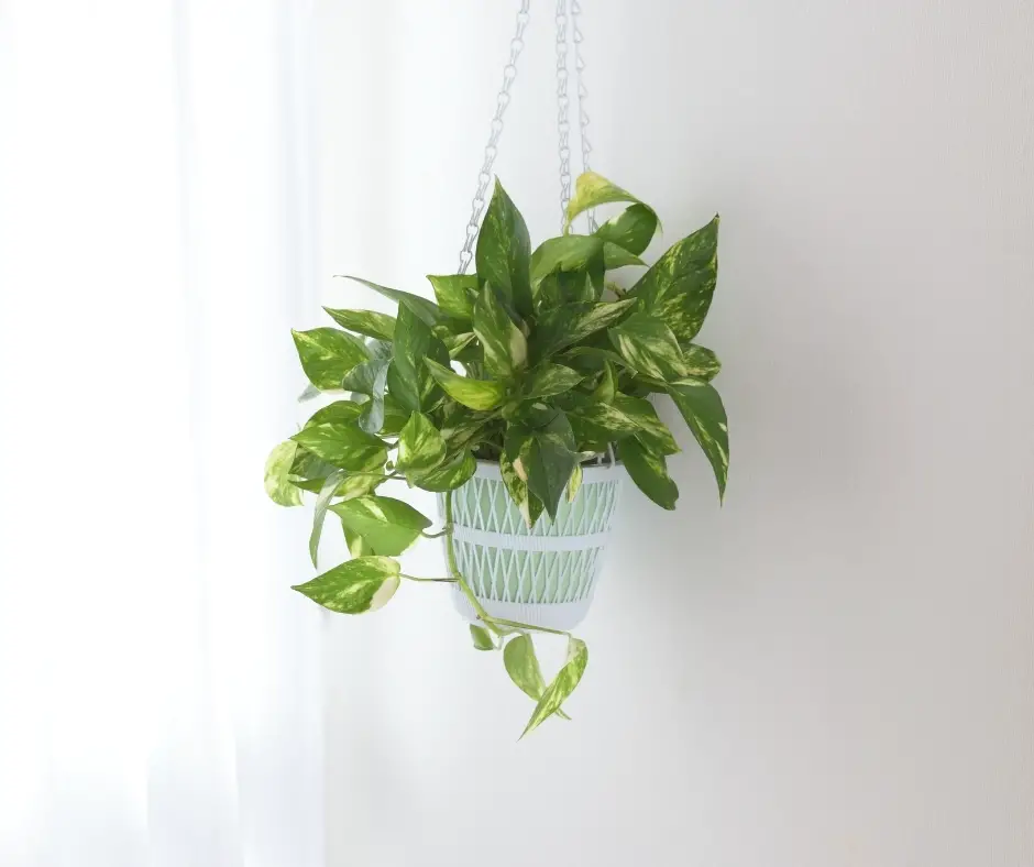 hanging pothos plants