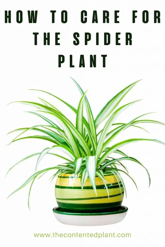 How to care for the spider plant-pin image