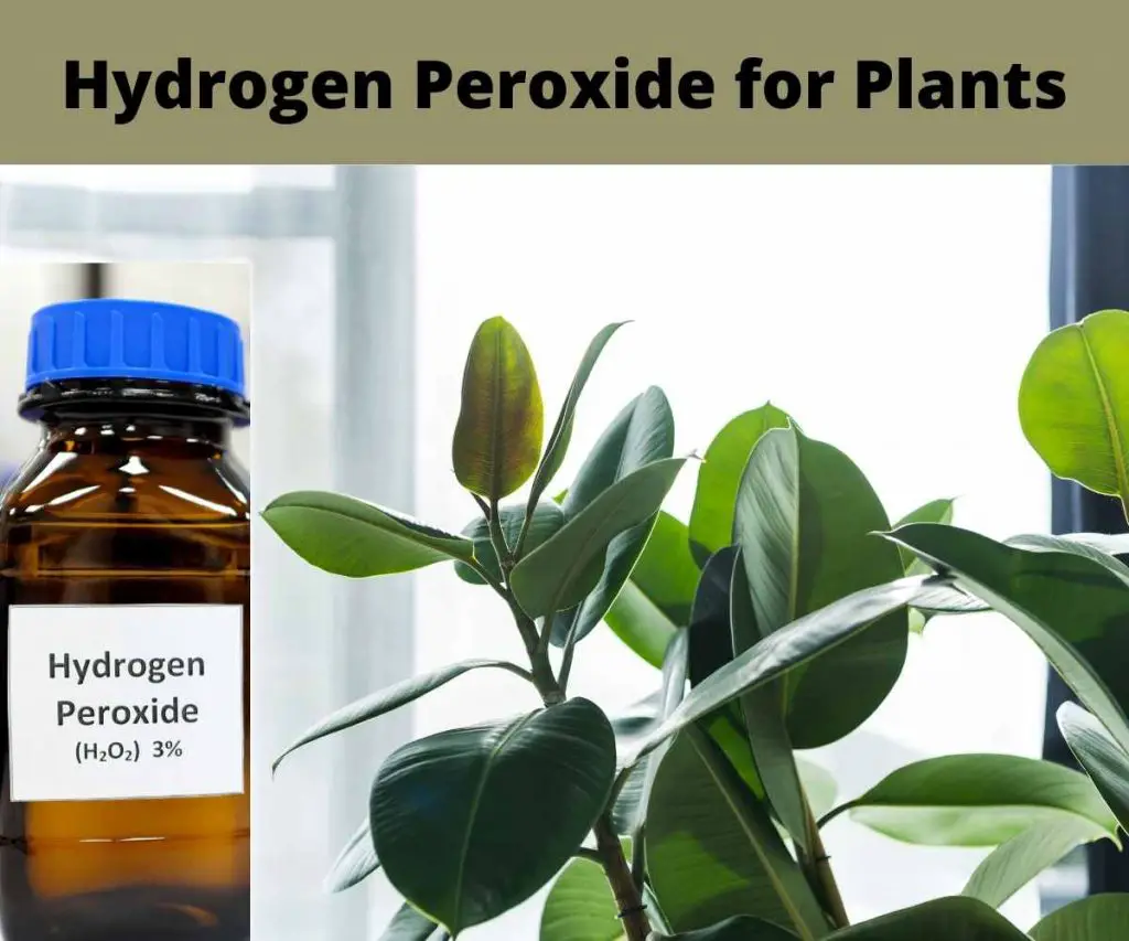 How to Use Hydrogen Peroxide For plants - The Contented Plant