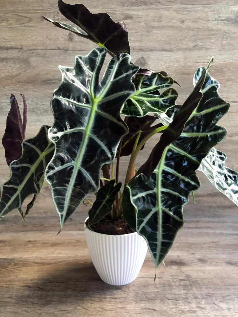 Alocasia Polly