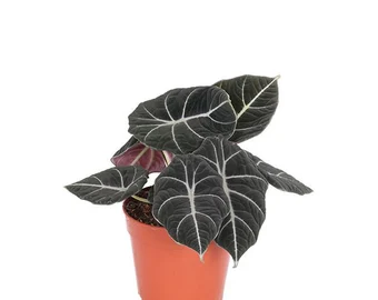 Alocasia Black Velvet