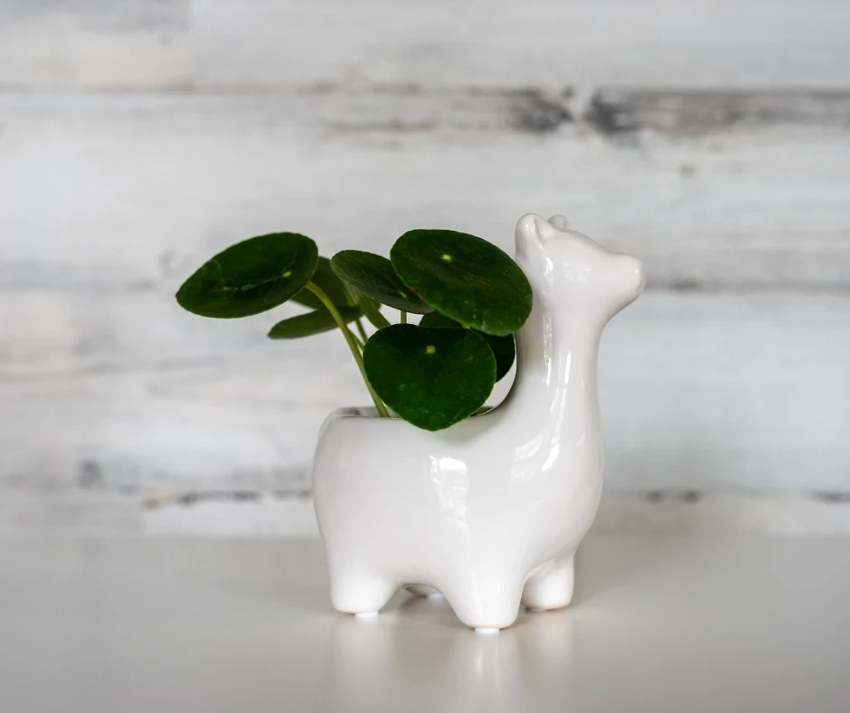 lama planter with peperomia