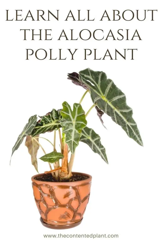 Learn all about the alocasia polly plant-pin image