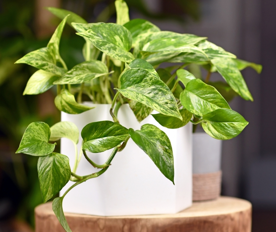 marble queen pothos plant in white pot