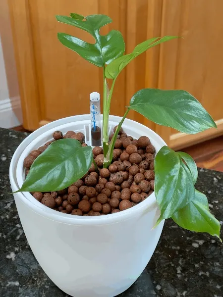 mini monstera in LECA