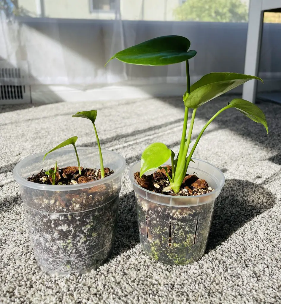 monstera seedlings batch 1 and batch 2