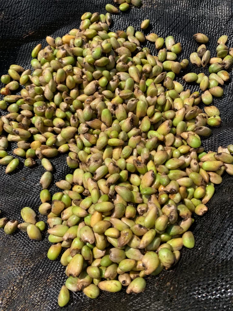 monstera seeds