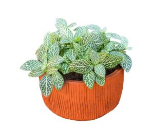 nerve plant in pot