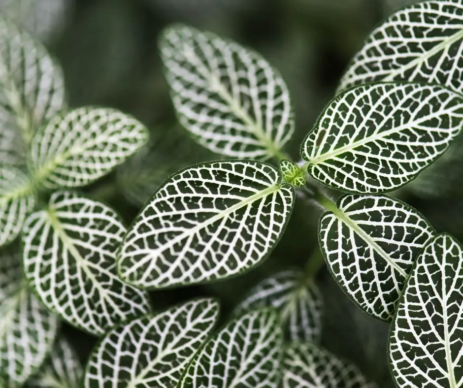 nerve plant leaves
