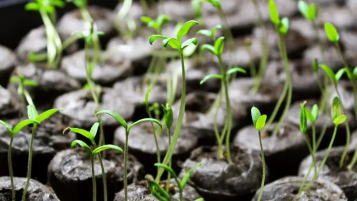 peat moss pods for seedlings