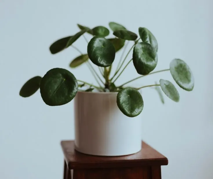 pilea peperomiodes plant