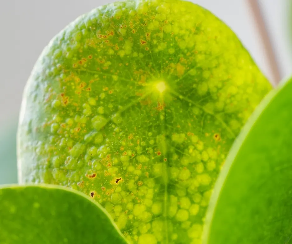 pilea sunburned leaf