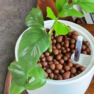 Raphidophora Tetrasperma in lecą clay balls