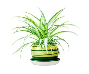 spider plant p