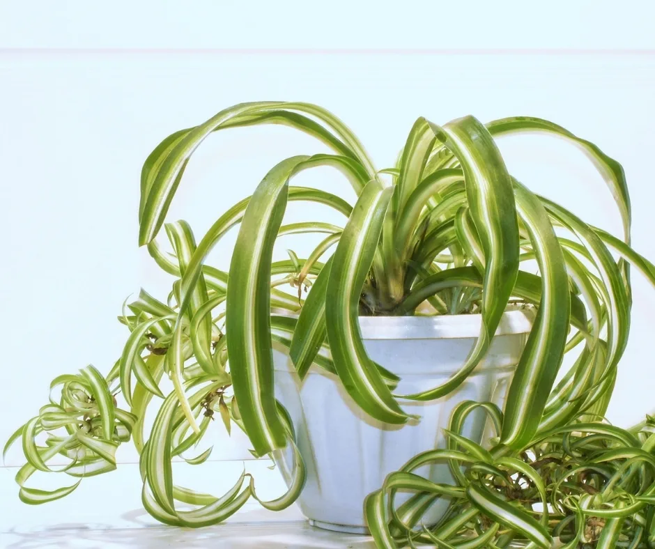spider plant with babies
