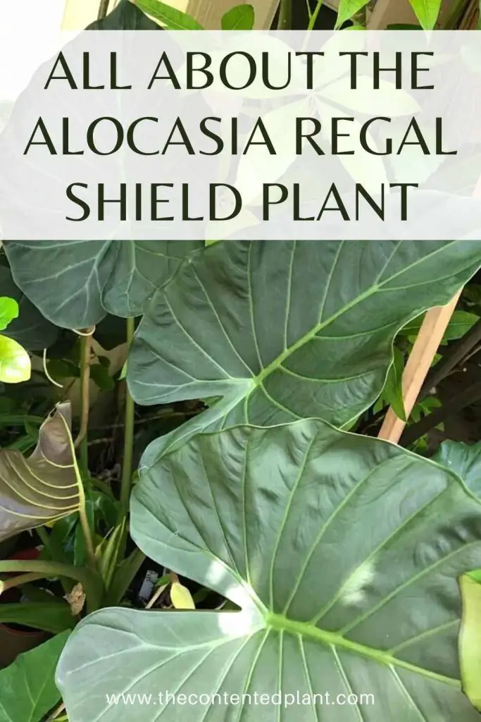 All about the alocasia regal shield plant-pin image