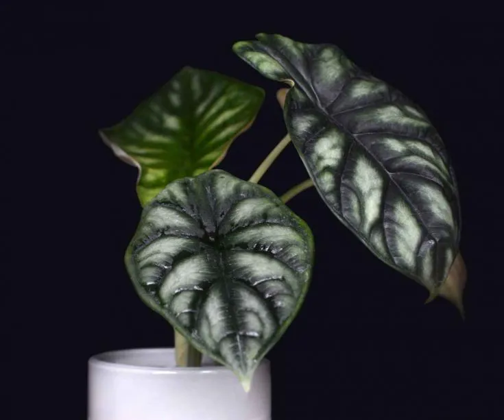 alocasia dragon scale