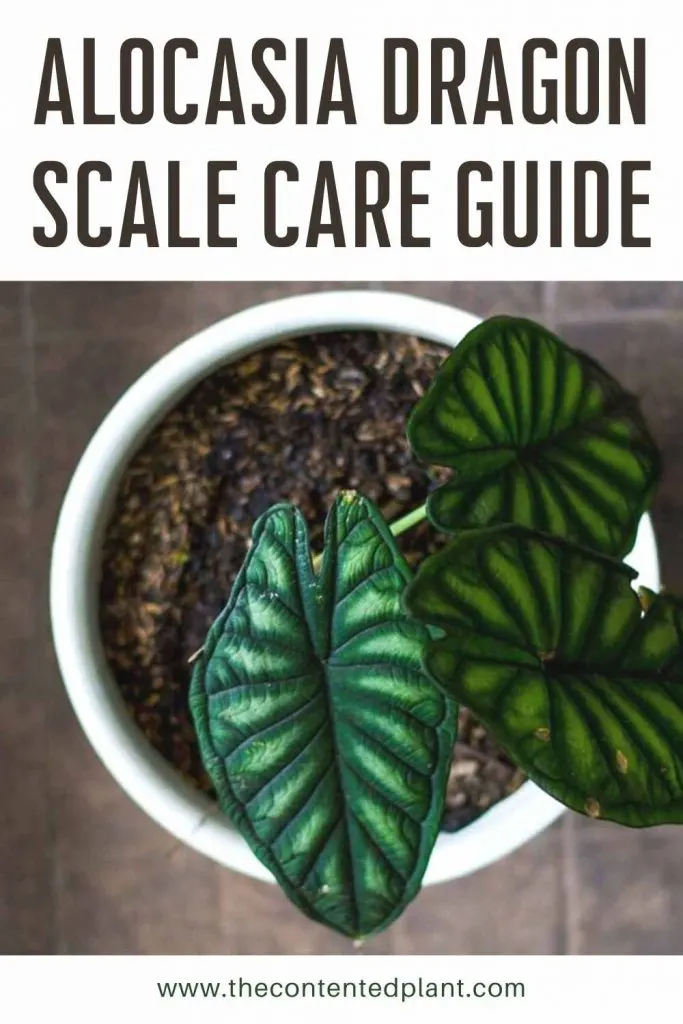 Alocasia dragon scale care guide-pin image