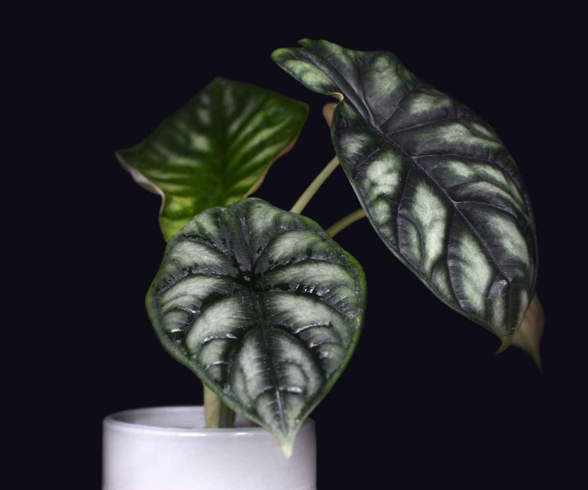 Alocasia Dragon Scale Care Guide The Contented Plant