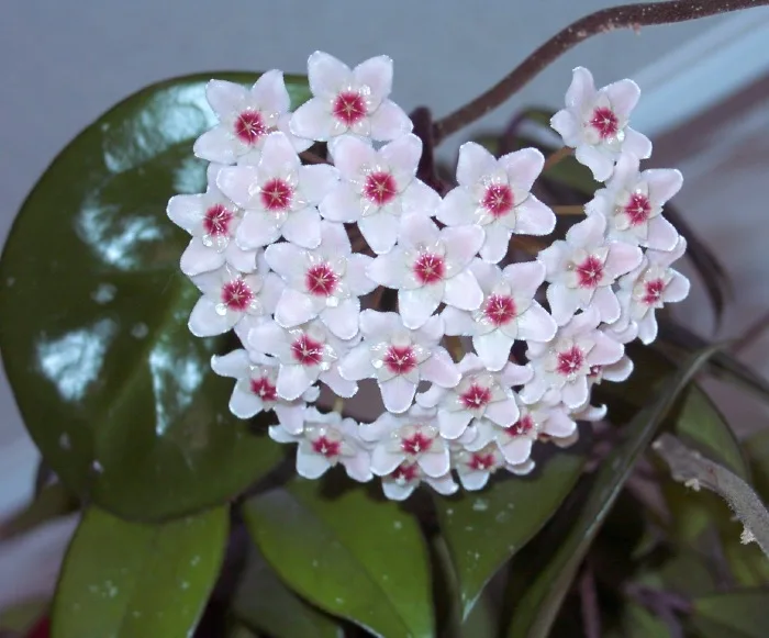Flowering Hoya Bella