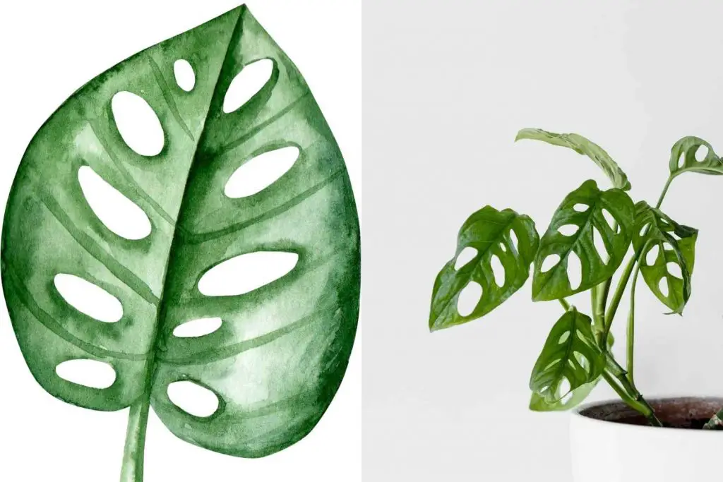 Monstera Lechleriana vs. monstera Addondsonaii