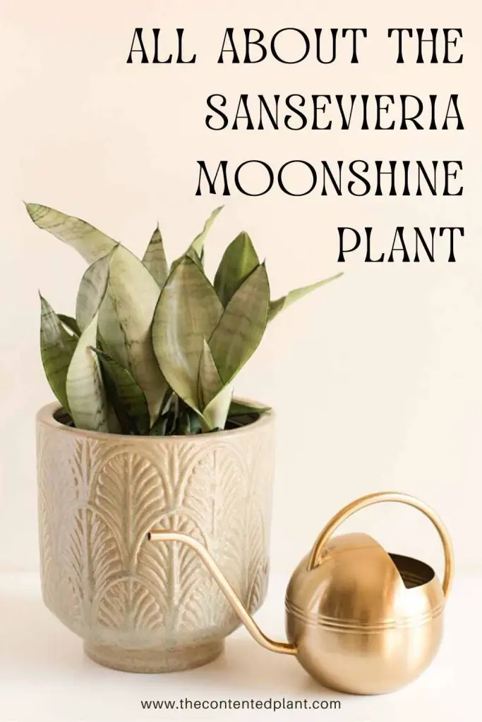All about the sansevieria moonshine plant-pin image