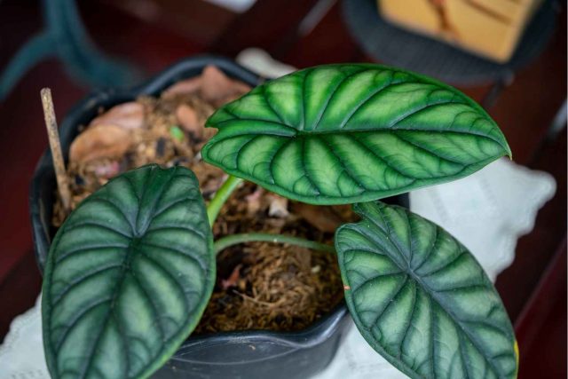 Alocasia Dragon Scale Care Guide - The Contented Plant