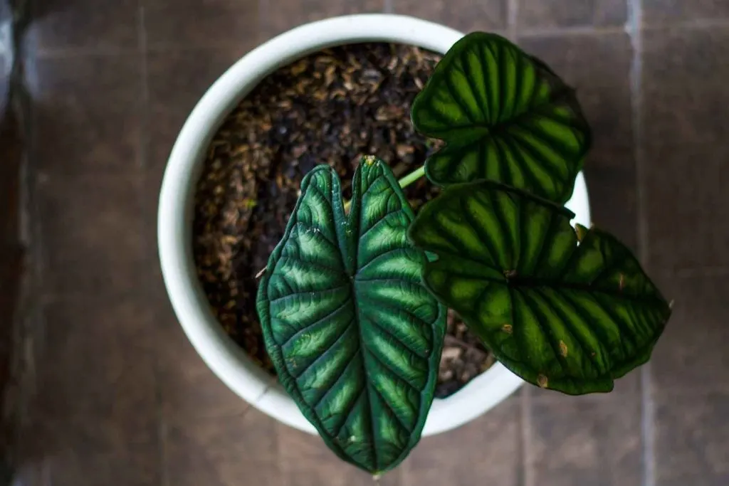 alocasia dragon scale