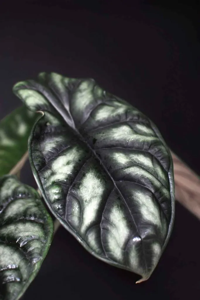 alocasia dragon scale