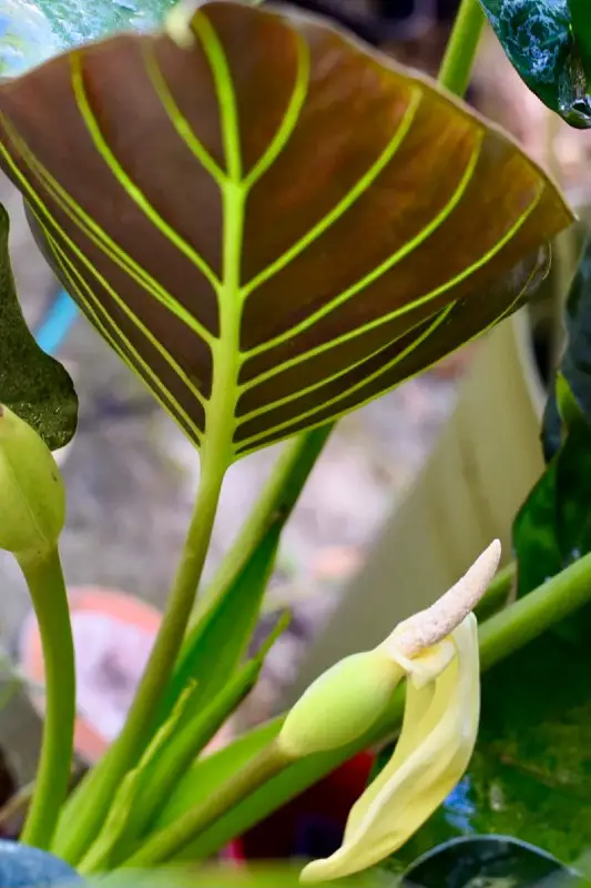 alocasia regal shield flowering