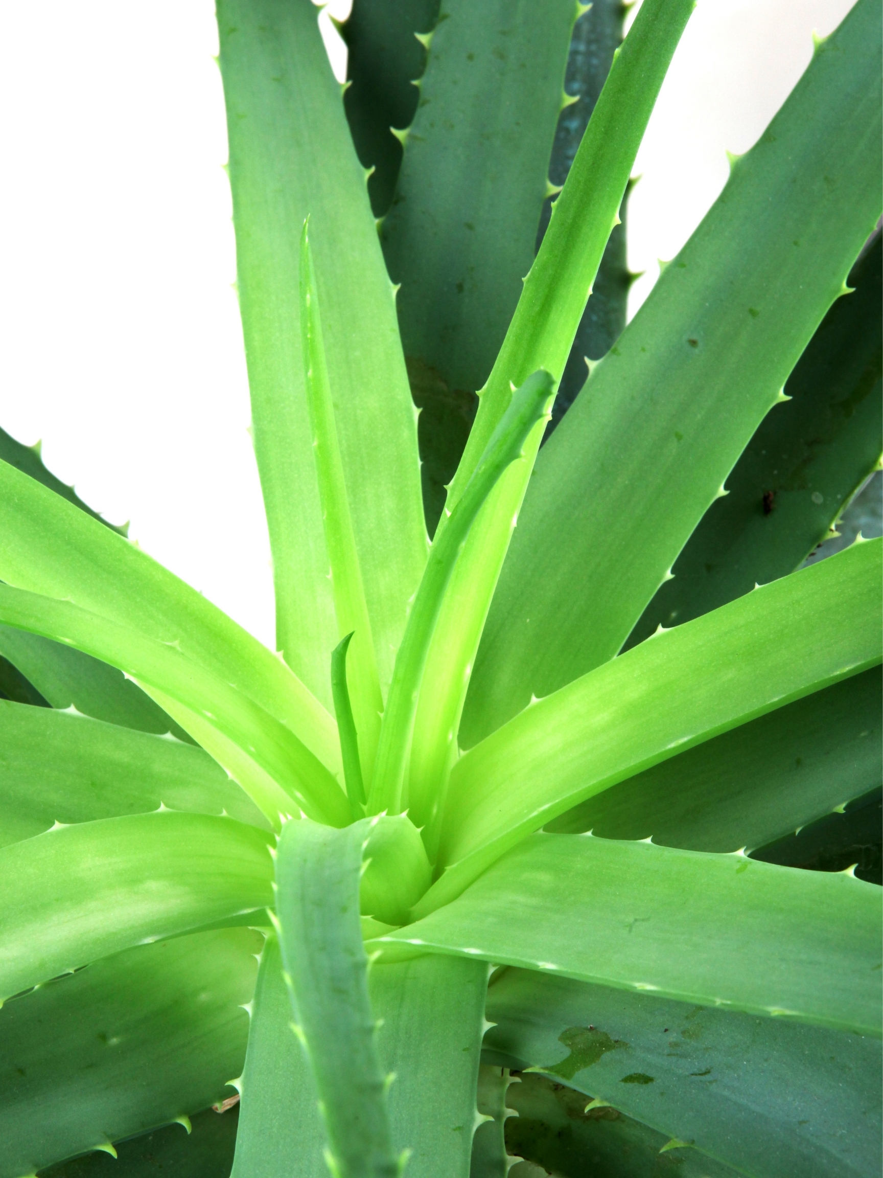 aloe plant center growth