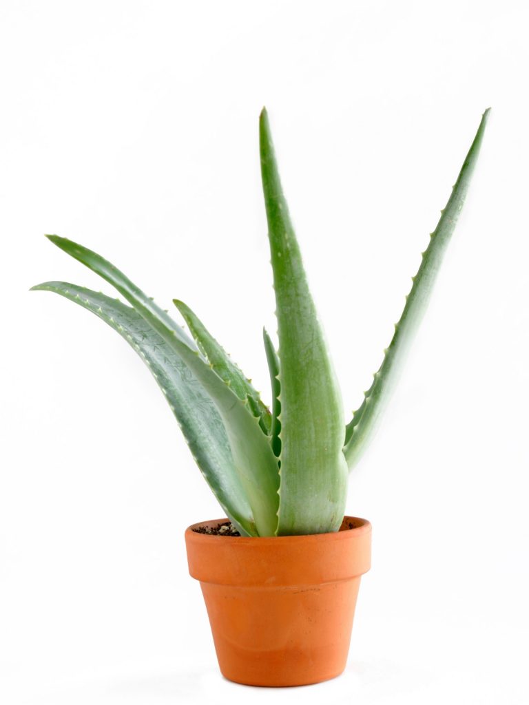 aloe plant in pot